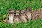 Burrowing Owlborder=